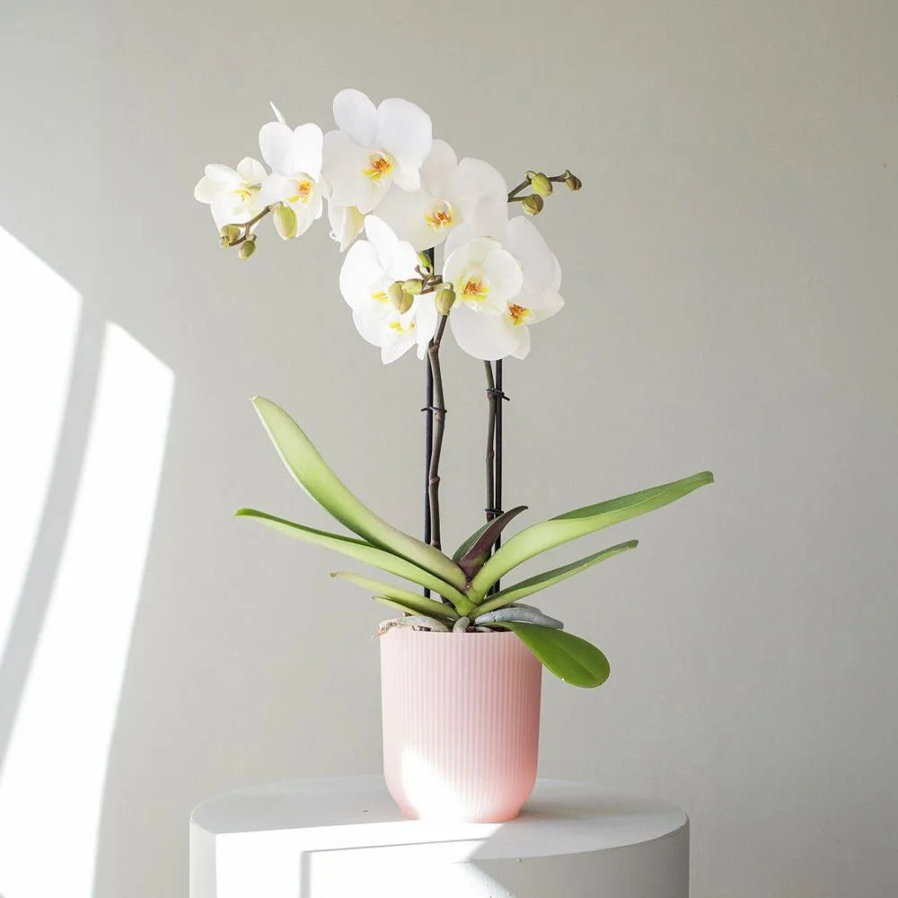 Orchidée et son cache-pot