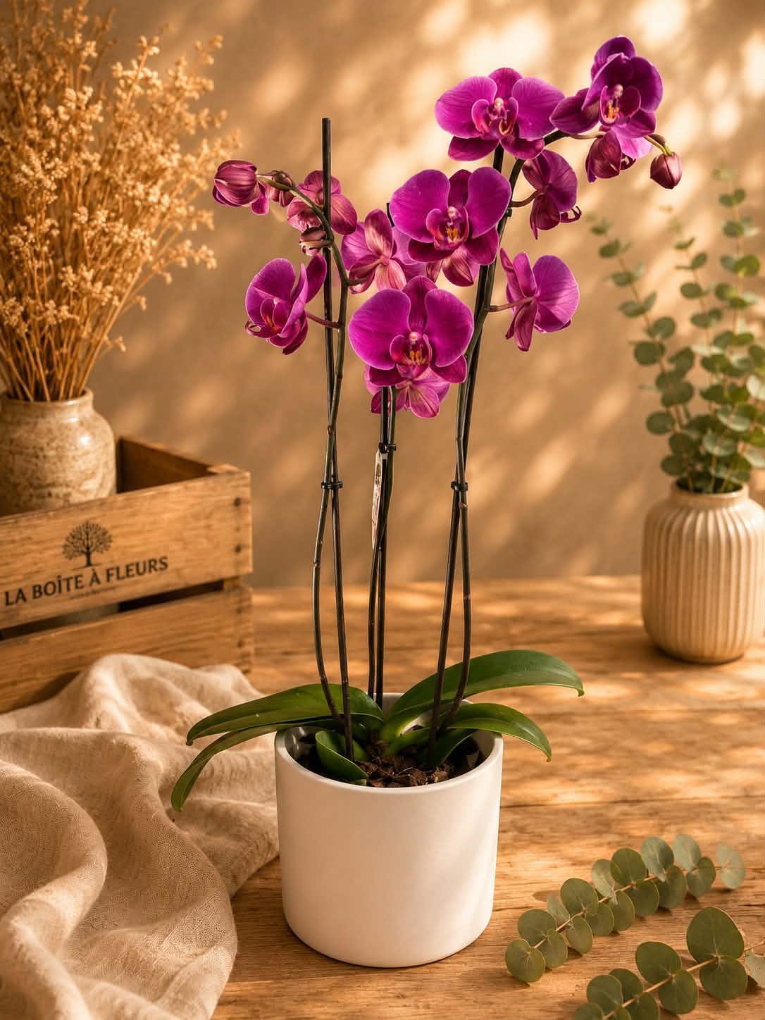 Orchidée et son cache-pot