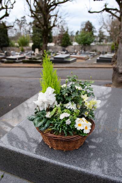La planté reposante